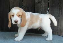 Quincy and Annie Red Boy 9wk side